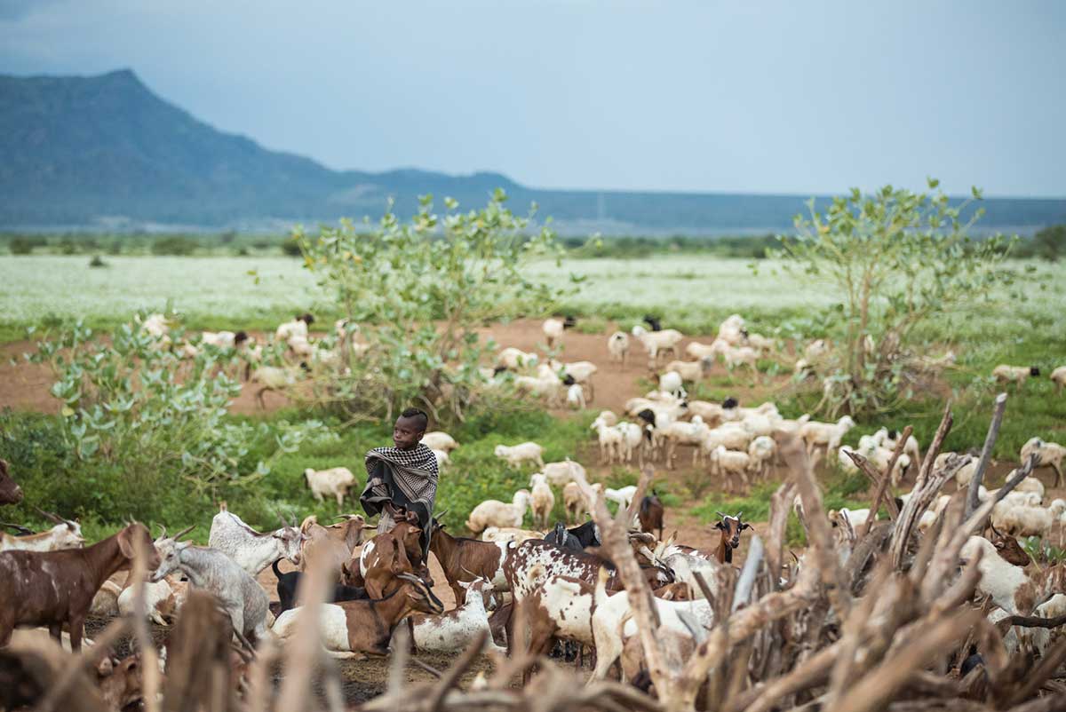 Child with tribe cattle.