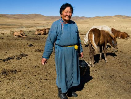 Nomad woman milking mares in Mongolia