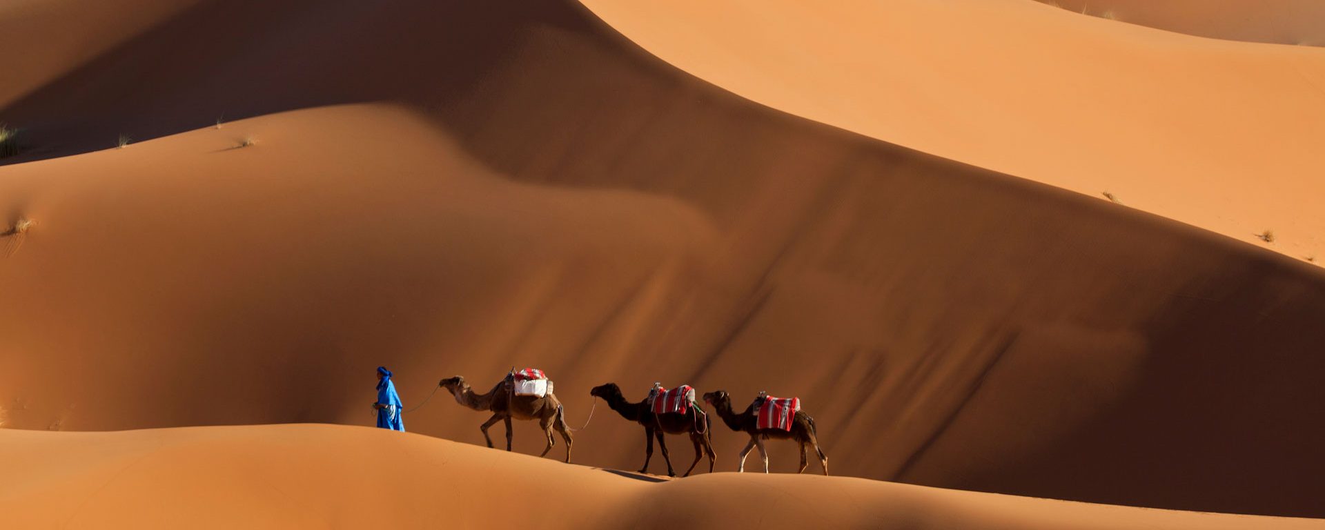 Man guiding camels across the dunes in Erg Chebbi, Morocco