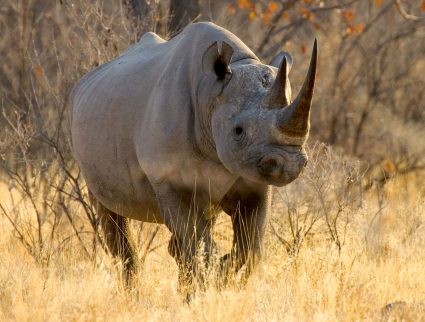 Black rhinoceros in Etosha National Park, Namibia