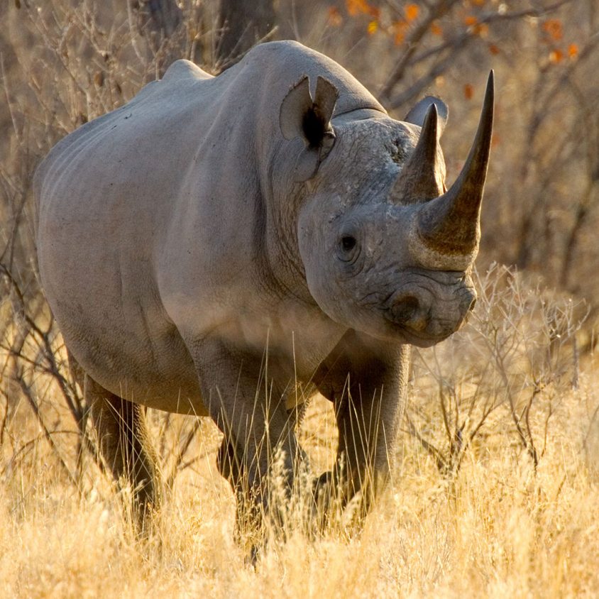 Black rhinoceros in Etosha National Park, Namibia