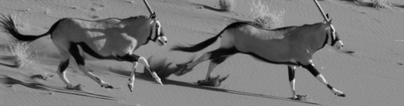 A pair of oryx running near Dead Vlei, Sossusvlei, Namibia