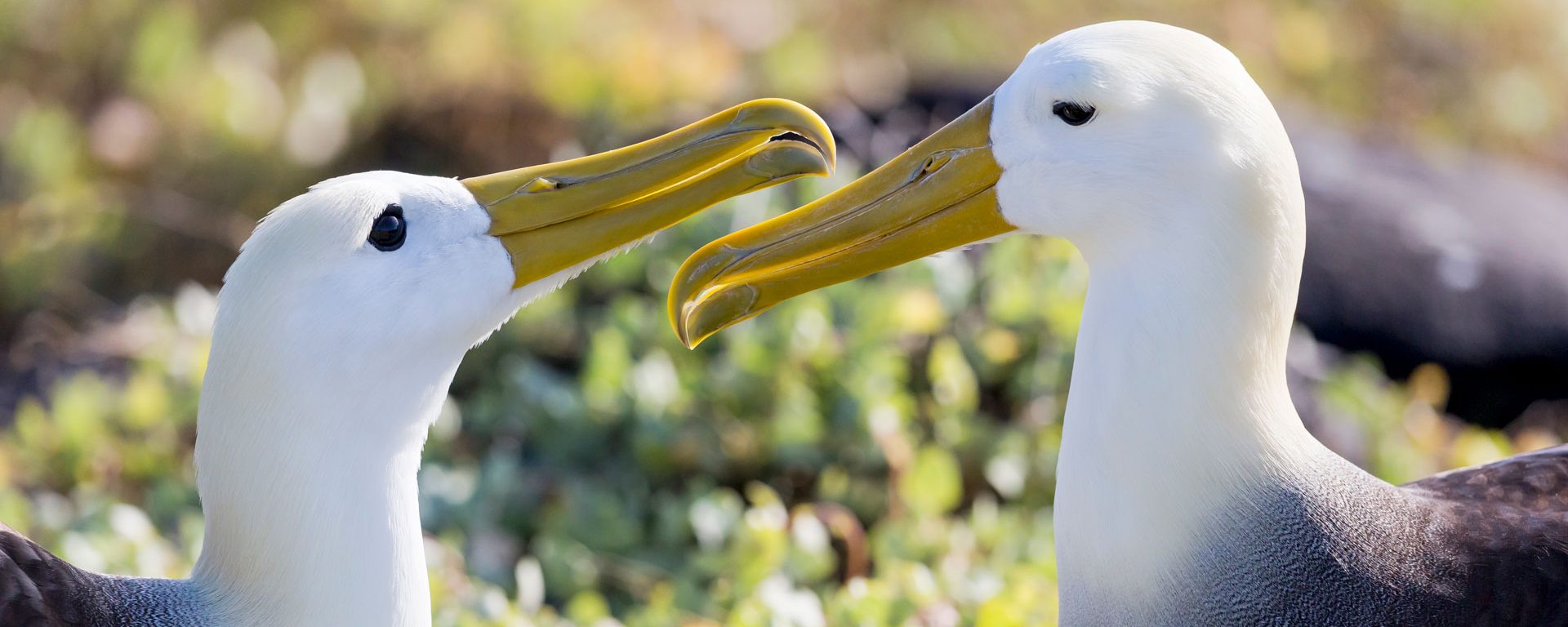 Two waved albatrosses interacting in Punta Suarez, Espanola Island, Galapagos