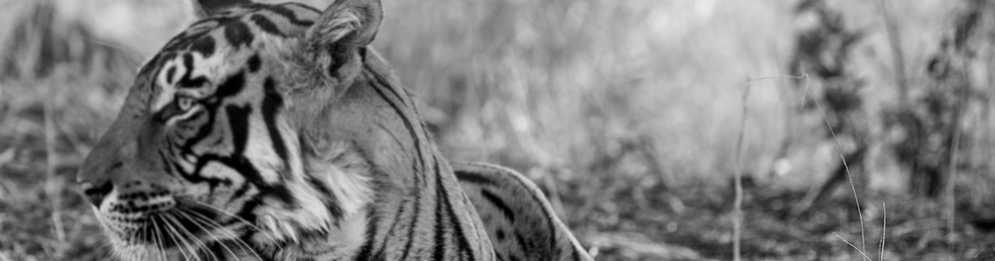 A tiger resting in the shade at Ranthambore National Park, Rajasthan, India.