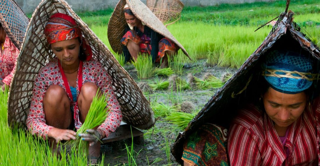 Female farmers at work in rice nursery, with rain protection, Pokhara, Nepal