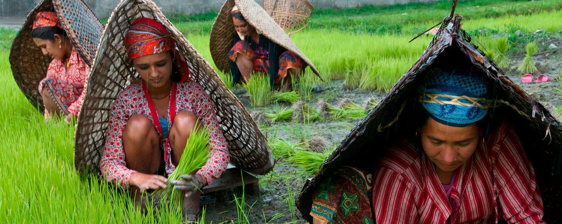 Female farmers at work in rice nursery, with rain protection, Pokhara, Nepal