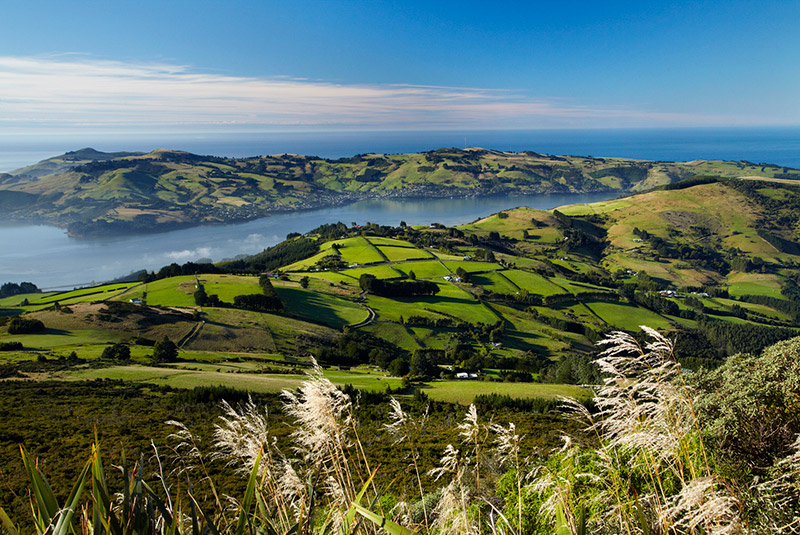 Farmland near Dunedin, South Island, New Zealand