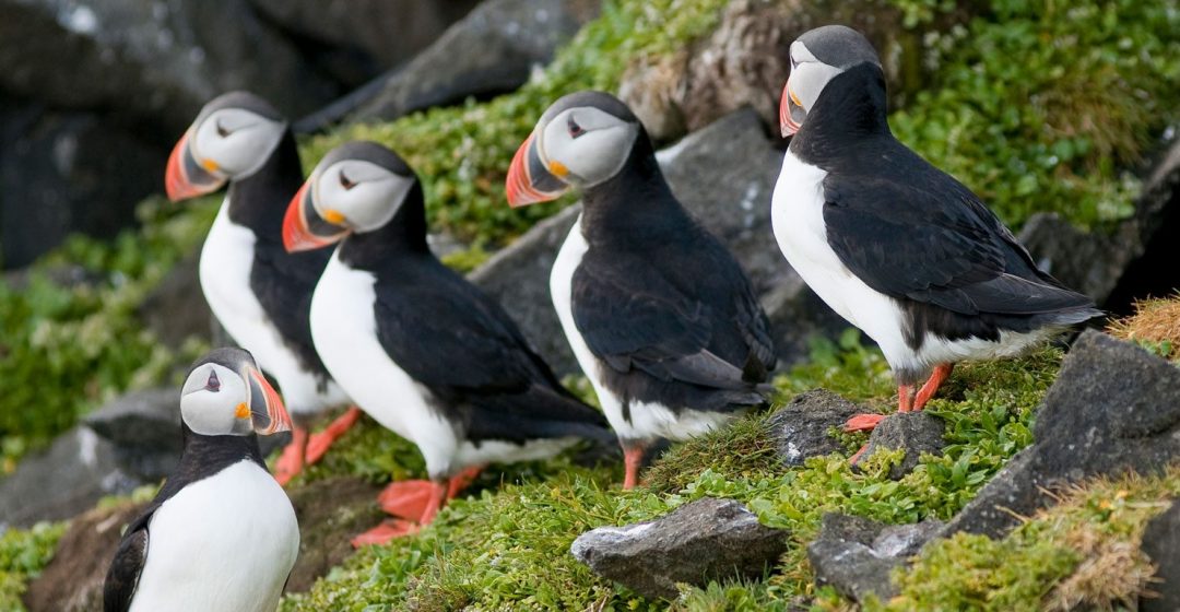 Adult puffins perched on a cliff in Norway's Svalbard Archipelago