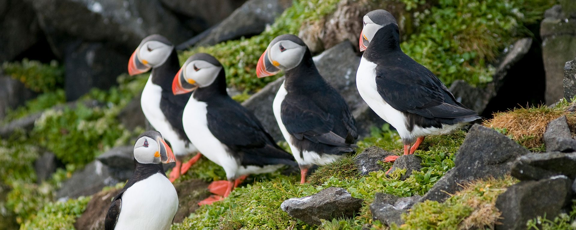 Adult puffins perched on a cliff in Norway's Svalbard Archipelago