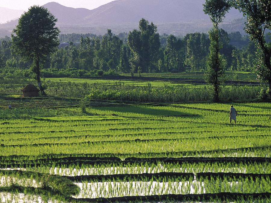 Rice fields in the Swat Valley, Pakistan