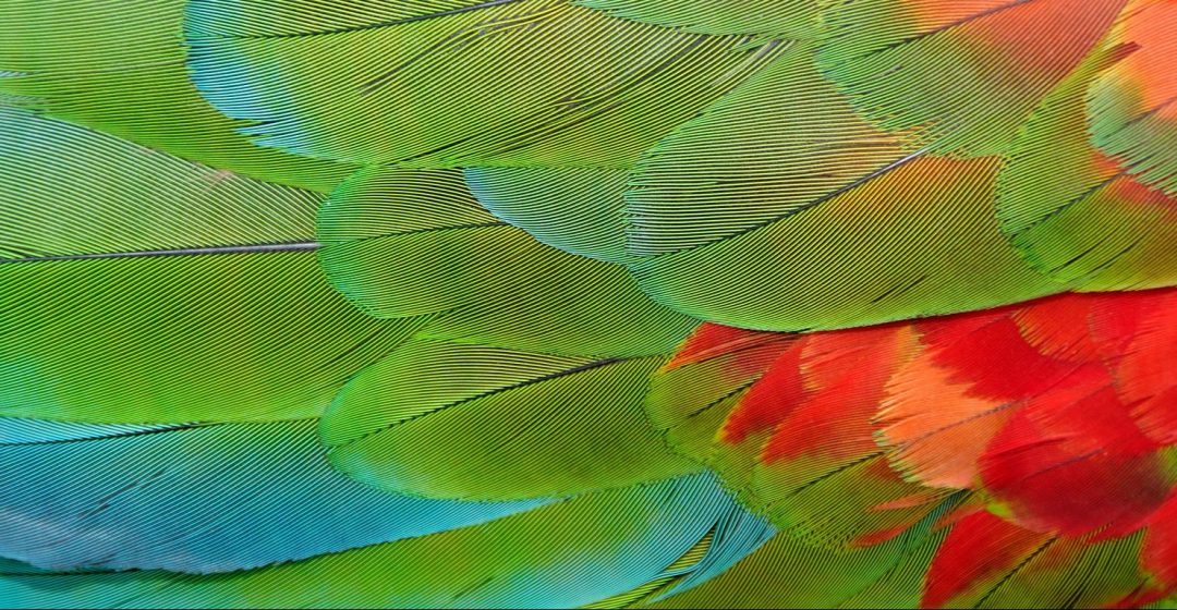 Parrot feathers at Bocas del Toro near Isla Colon, Panama