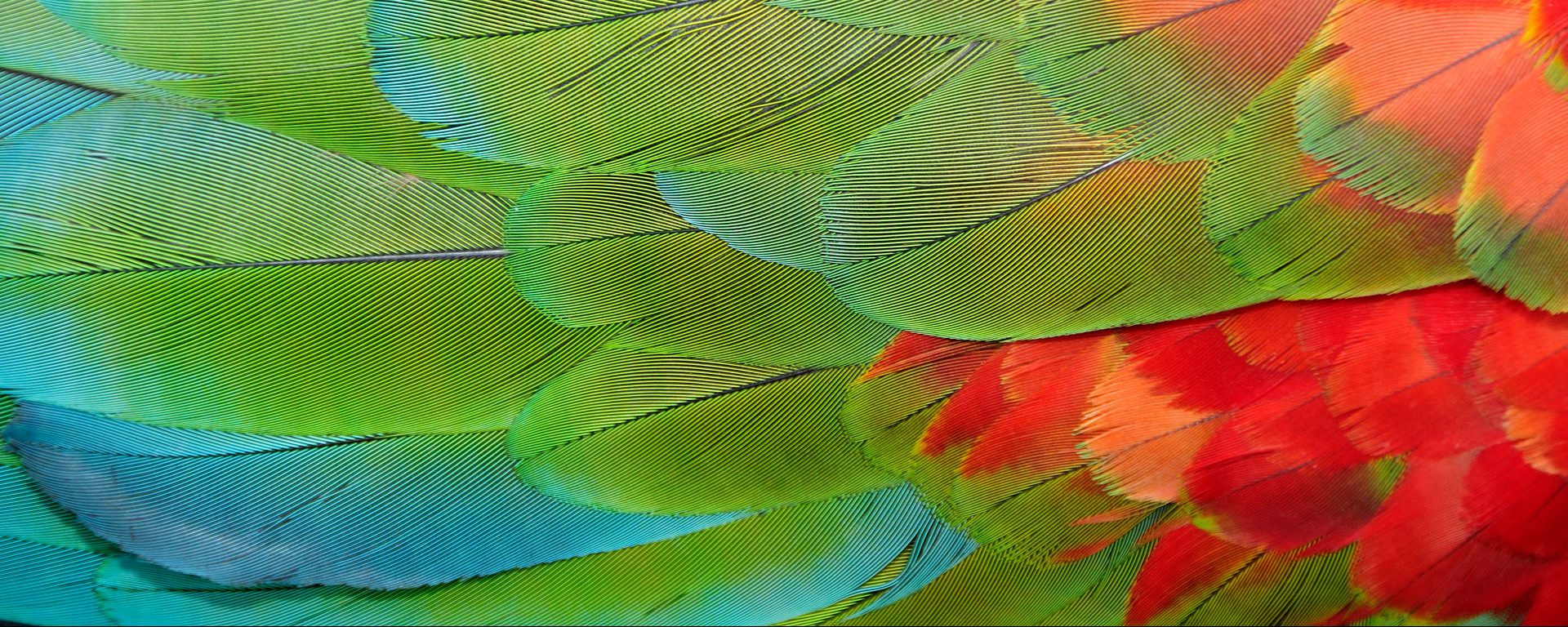 Parrot feathers at Bocas del Toro near Isla Colon, Panama