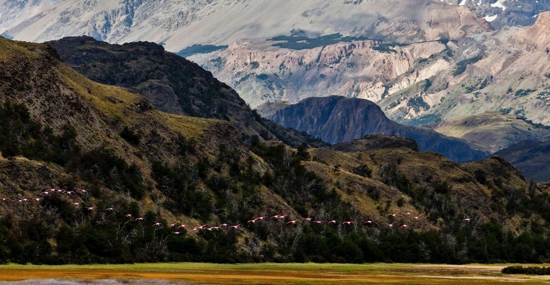 Flamingos in flight in Patagonia National Park, Chile