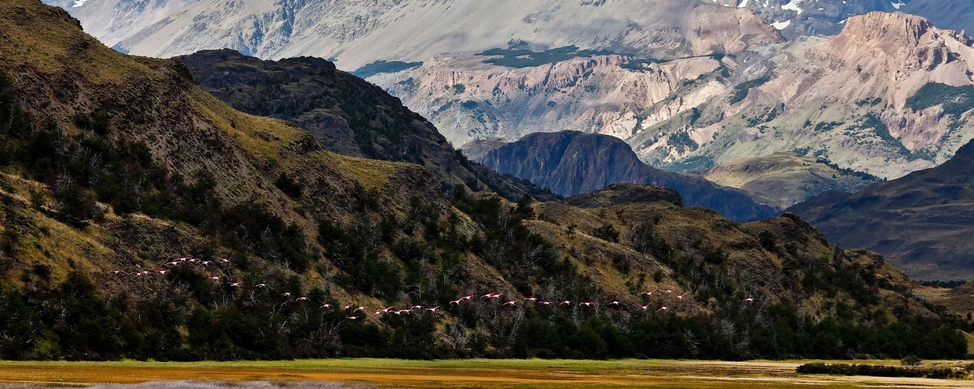 Flamingos in flight in Patagonia National Park, Chile