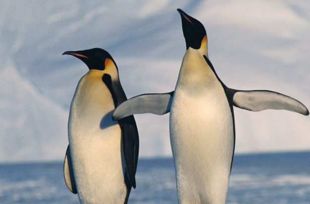 Antarctica, Emperor Penguins standing in winter