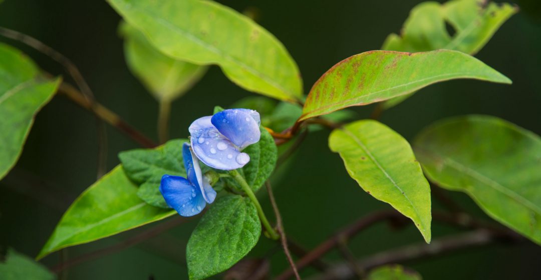 Rainforest flower in Odzala-Kokoua National Park