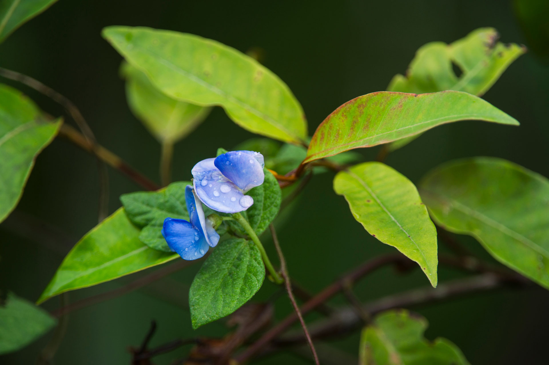 Rainforest flower in Odzala-Kokoua National Park