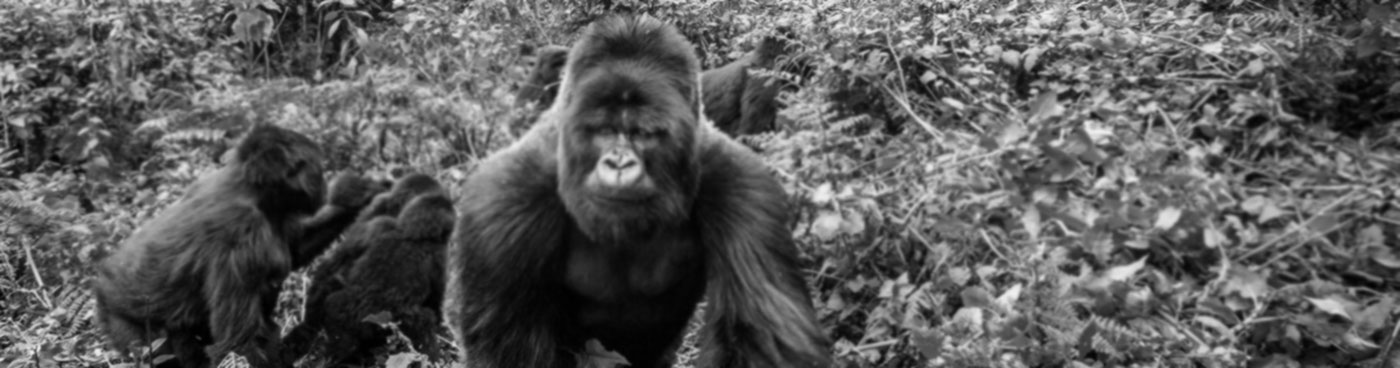 Silverback leads a group of mountain gorillas in Volcanoes National Park, Rwanda