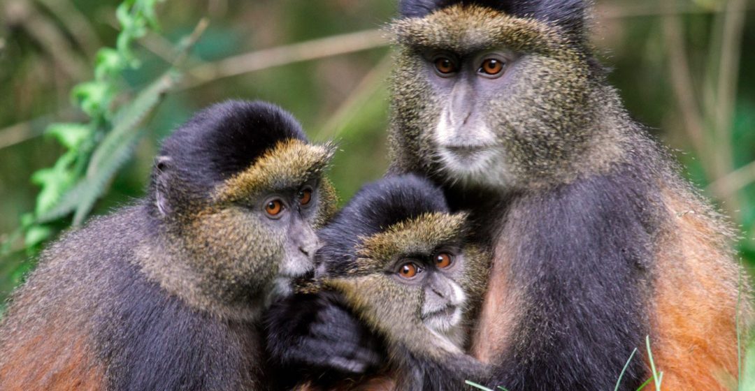 Golden monkey family in a bamboo forest in Volcanoes National Park, Rwanda