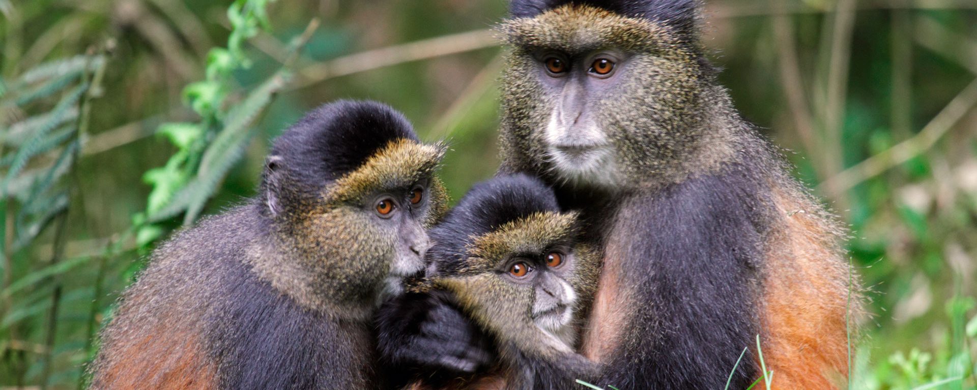 Golden monkey family in a bamboo forest in Volcanoes National Park, Rwanda