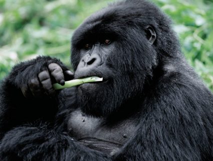 A male mountain gorilla eating a plant stem in Volcanoes National Park, Rwanda