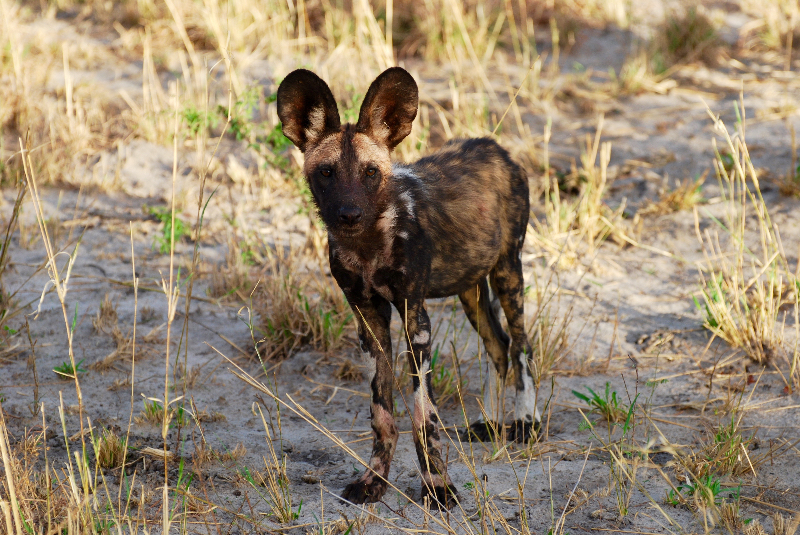 Wild dog on safari in Botswana with GeoEx.