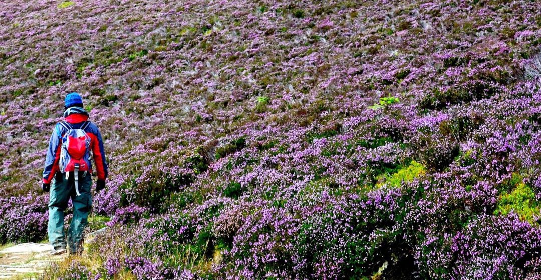 Man hiking through field of flowers in the Cairngorms, Scotland