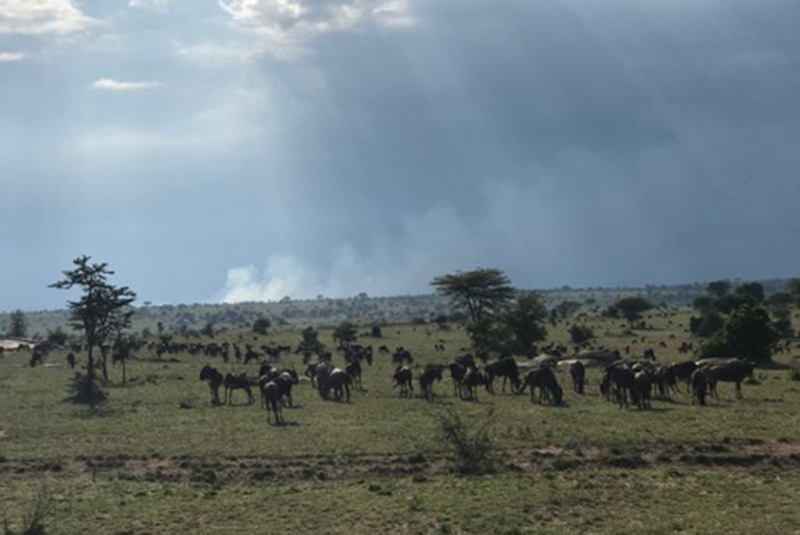 Wildebeest in the Serengeti