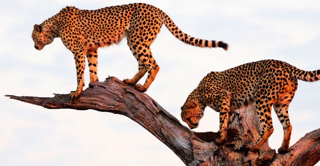 Two cheetahs perched on a tree in Kruger National Park, South Africa