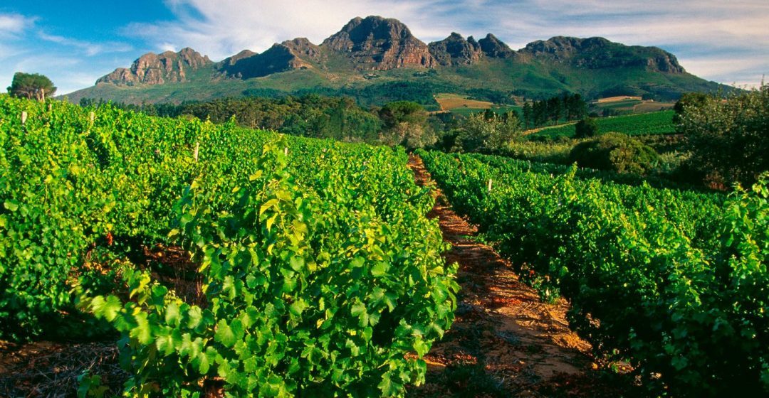 Vineyard near Stellenbosch, South Africa