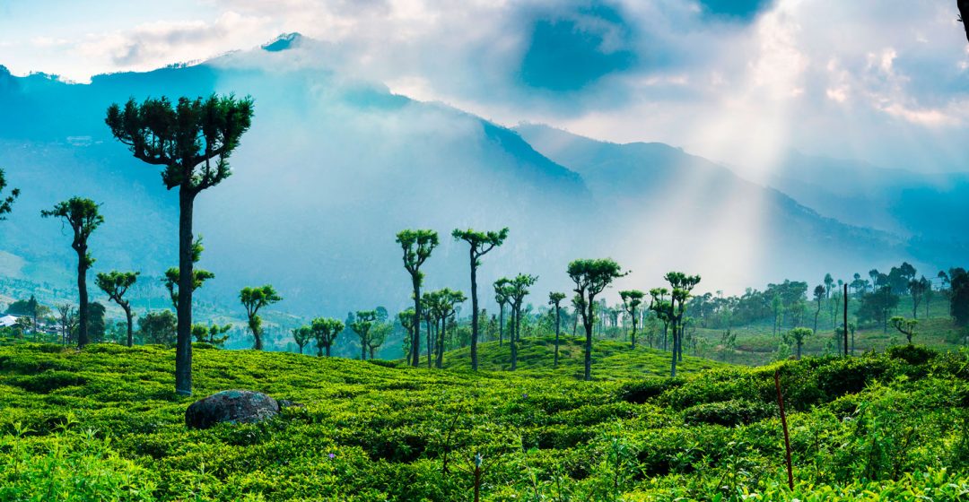 Sunrise over tea plantations and mountains in the hill country of Haputale, Sri Lanka