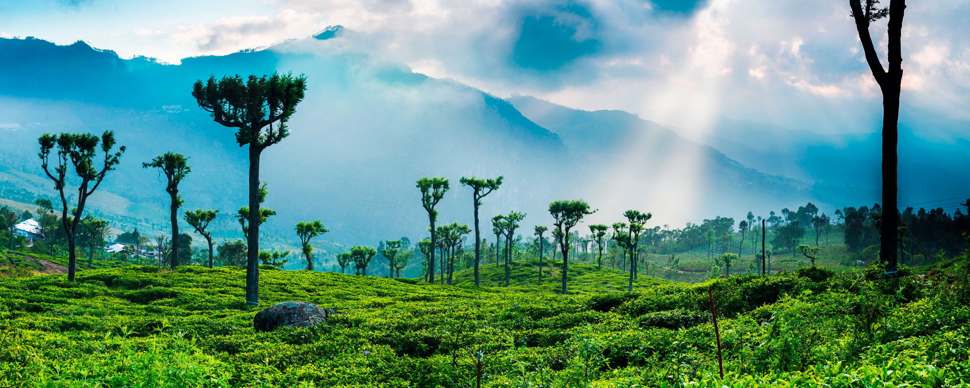 Sunrise over tea plantations and mountains in the hill country of Haputale, Sri Lanka