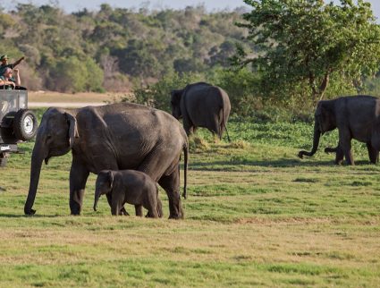 Spotting elephants in Minneriya National Park, Sri Lanka