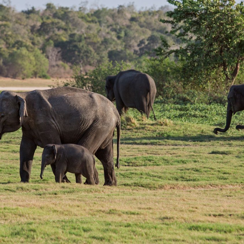 Spotting elephants in Minneriya National Park, Sri Lanka