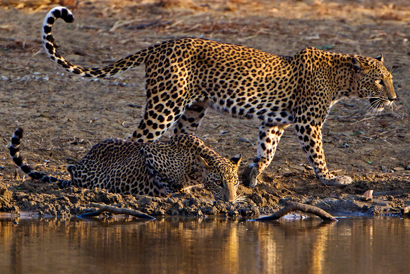 Mother leopard and large female cub at water hole in Yala National Park, Sri Lanka