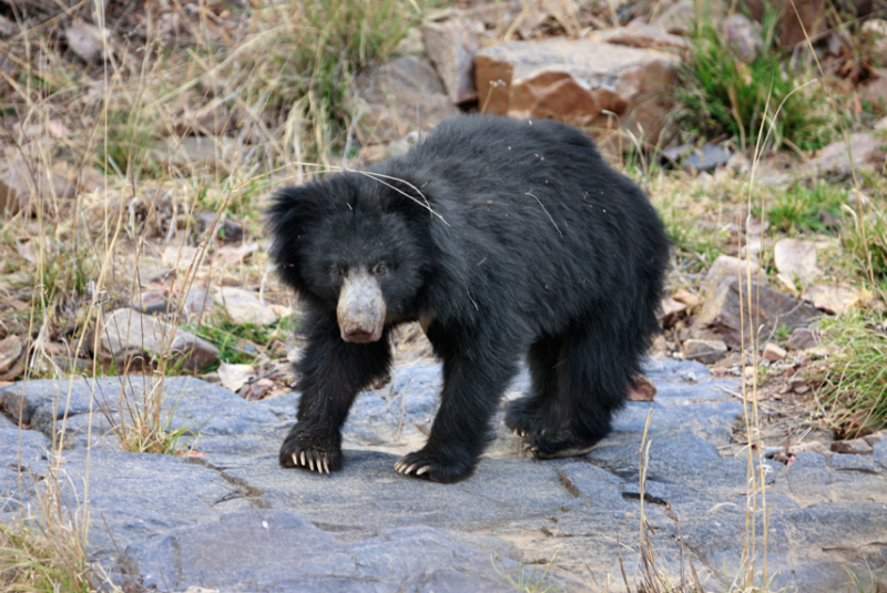 Witness a sloth bear walking through Ranthambore National Park, Rajasthan, India, with GeoEx.