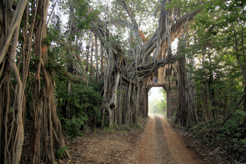 Drive through the vines at Ranthambore National Park, Rajasthan, with GeoEx.