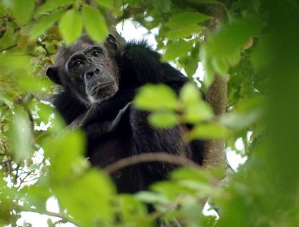 Chimpanzee in the bush at Mahale Mountains National Park, Tanzania