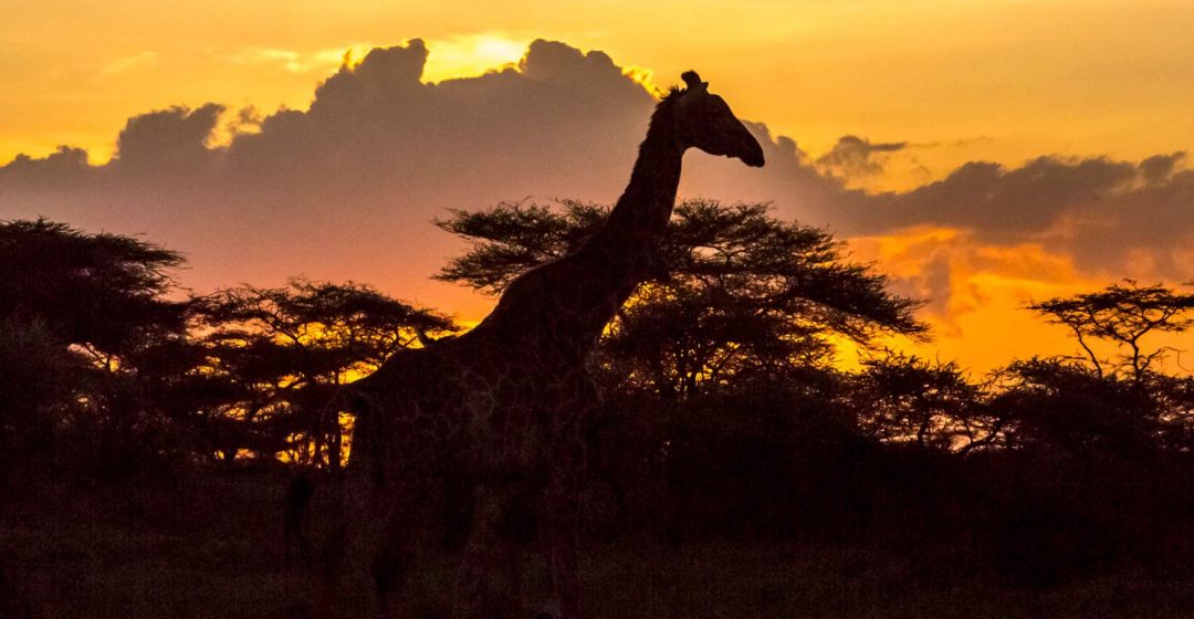 Silhouette of Maasai giraffe and acacia trees near Ngorongoro, Tanzania