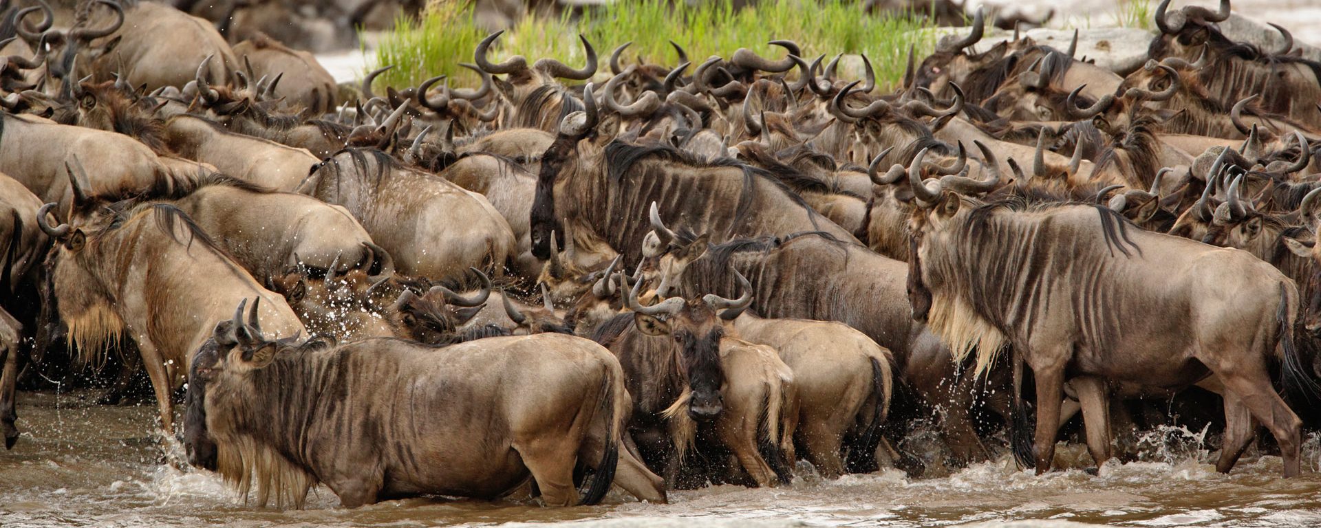 Wildebeest herd in the Serengeti, Tanzania