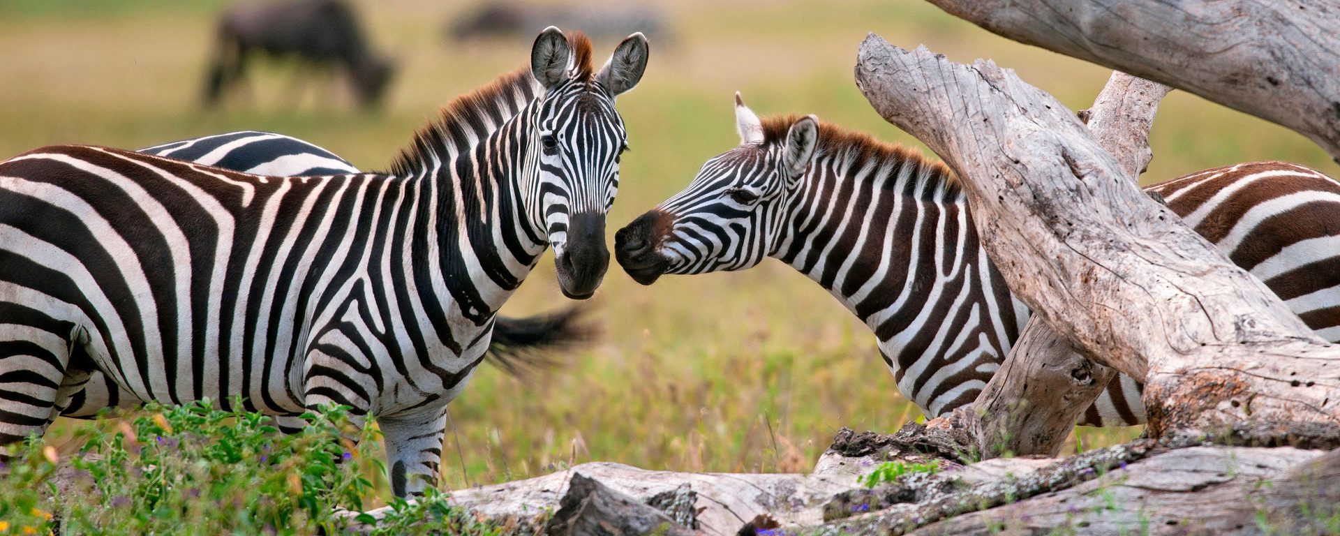 Pair of zebras in the Serengeti, Tanzania