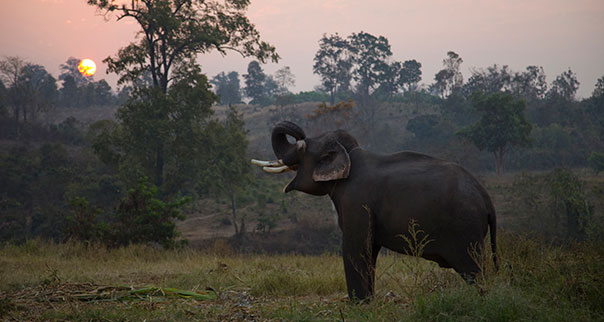 Elephant at dawn in Chiang Mai, Thailand