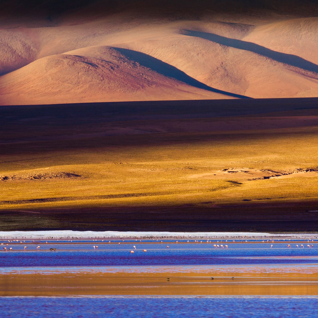 Flamingos on a lagoon in Bolivia's altiplano