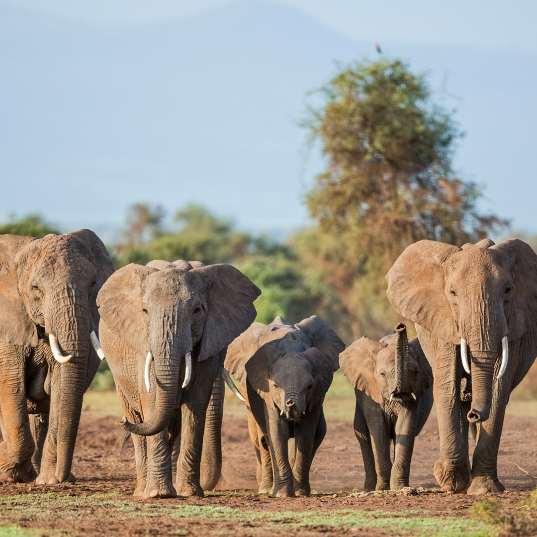 A family of elephants on the move in Amboseli National Park, Kenya