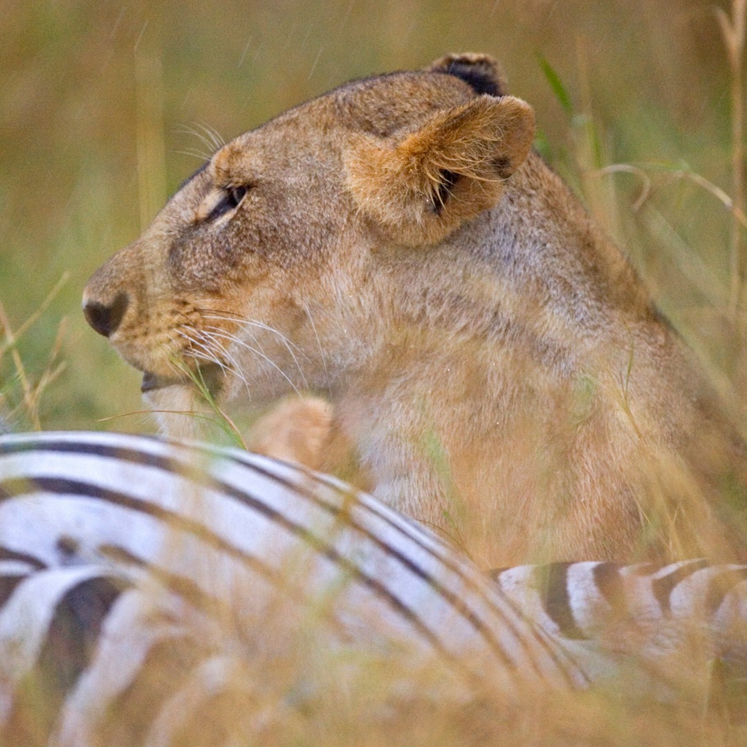 A lionness with her zebra kill, Kenya