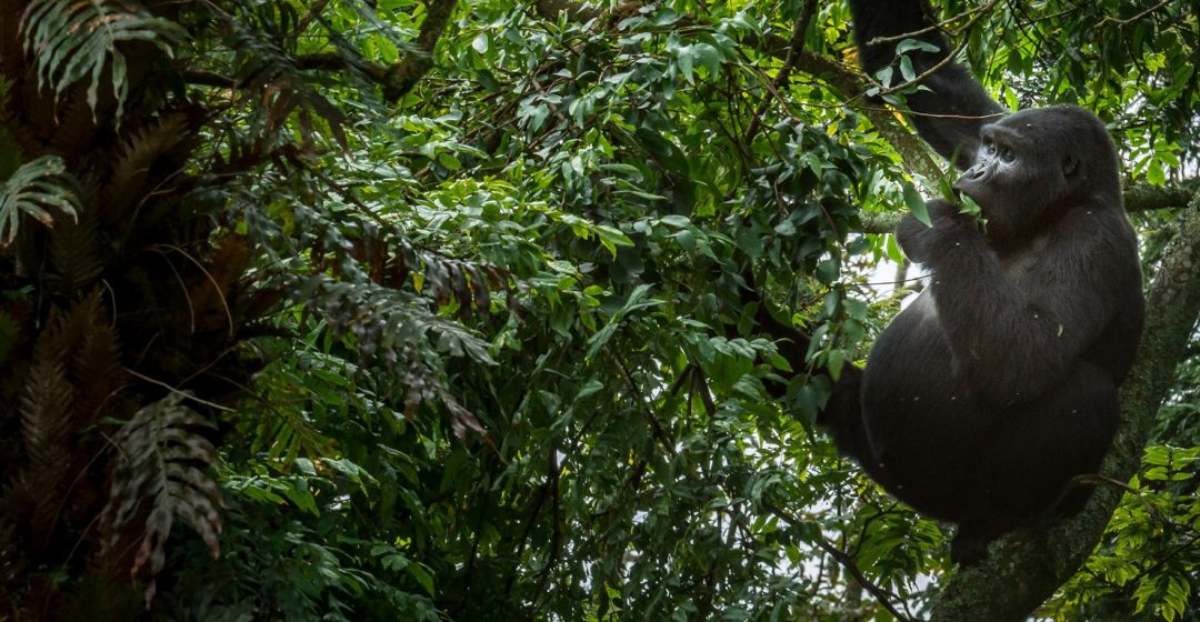 Mountain gorilla in tree in Bwindi Impenetrable Forest, Uganda