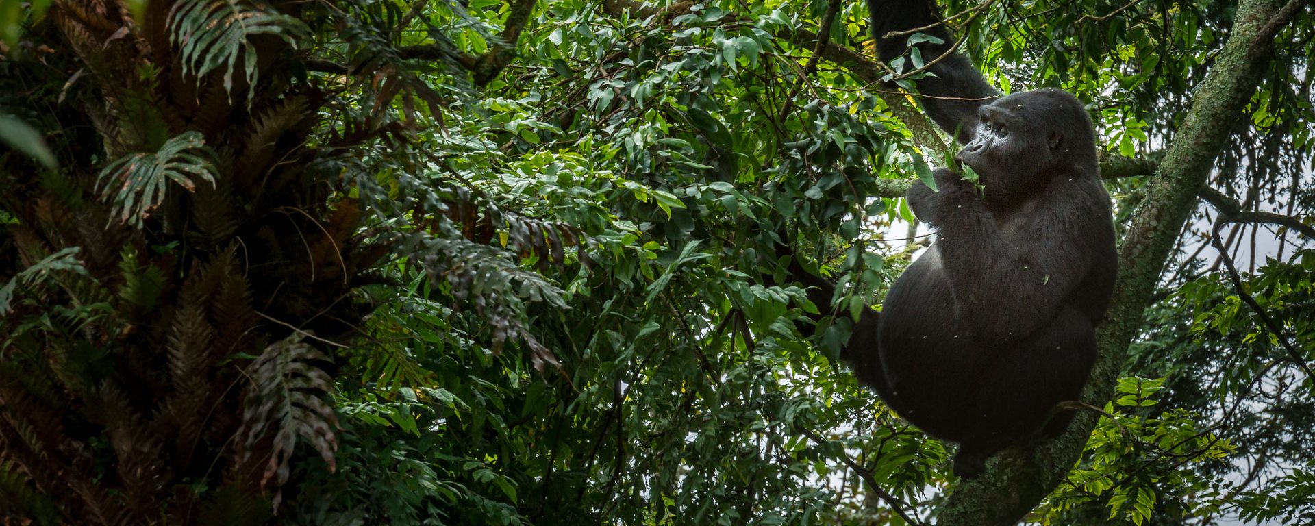 Mountain gorilla in tree in Bwindi Impenetrable Forest, Uganda