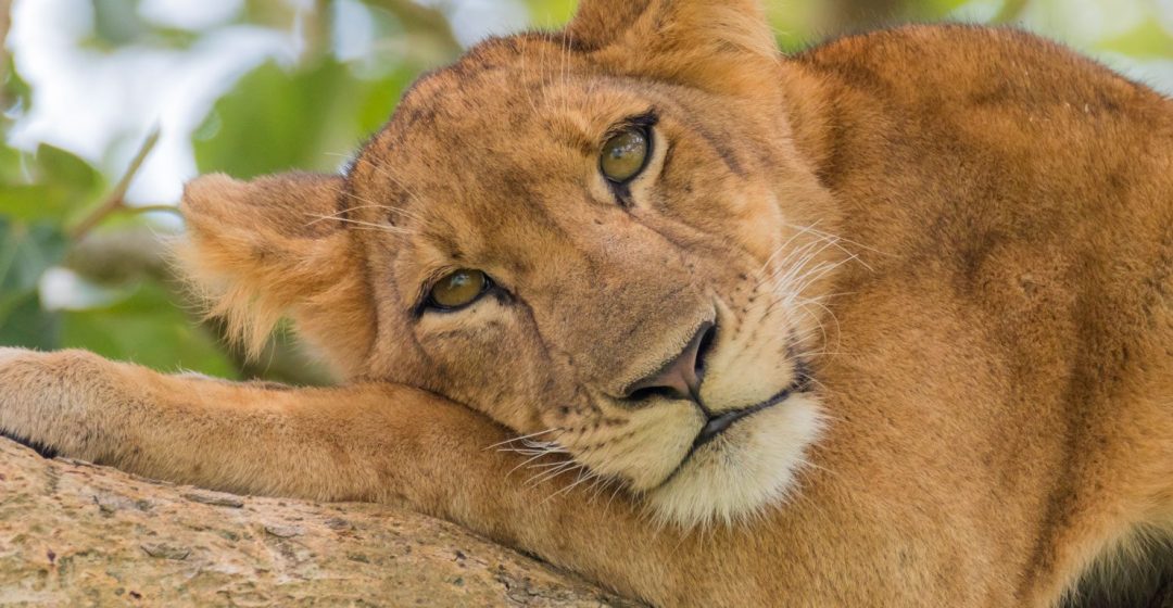 Lion resting in tree in Ishasha, Uganda