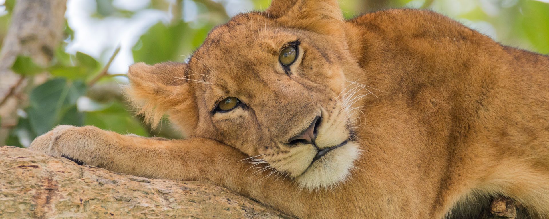 Lion resting in tree in Ishasha, Uganda