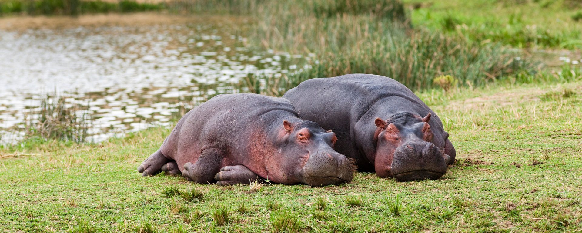 Hippopotamus laying on the shore, Queen Elizabeth National Park, Uganda